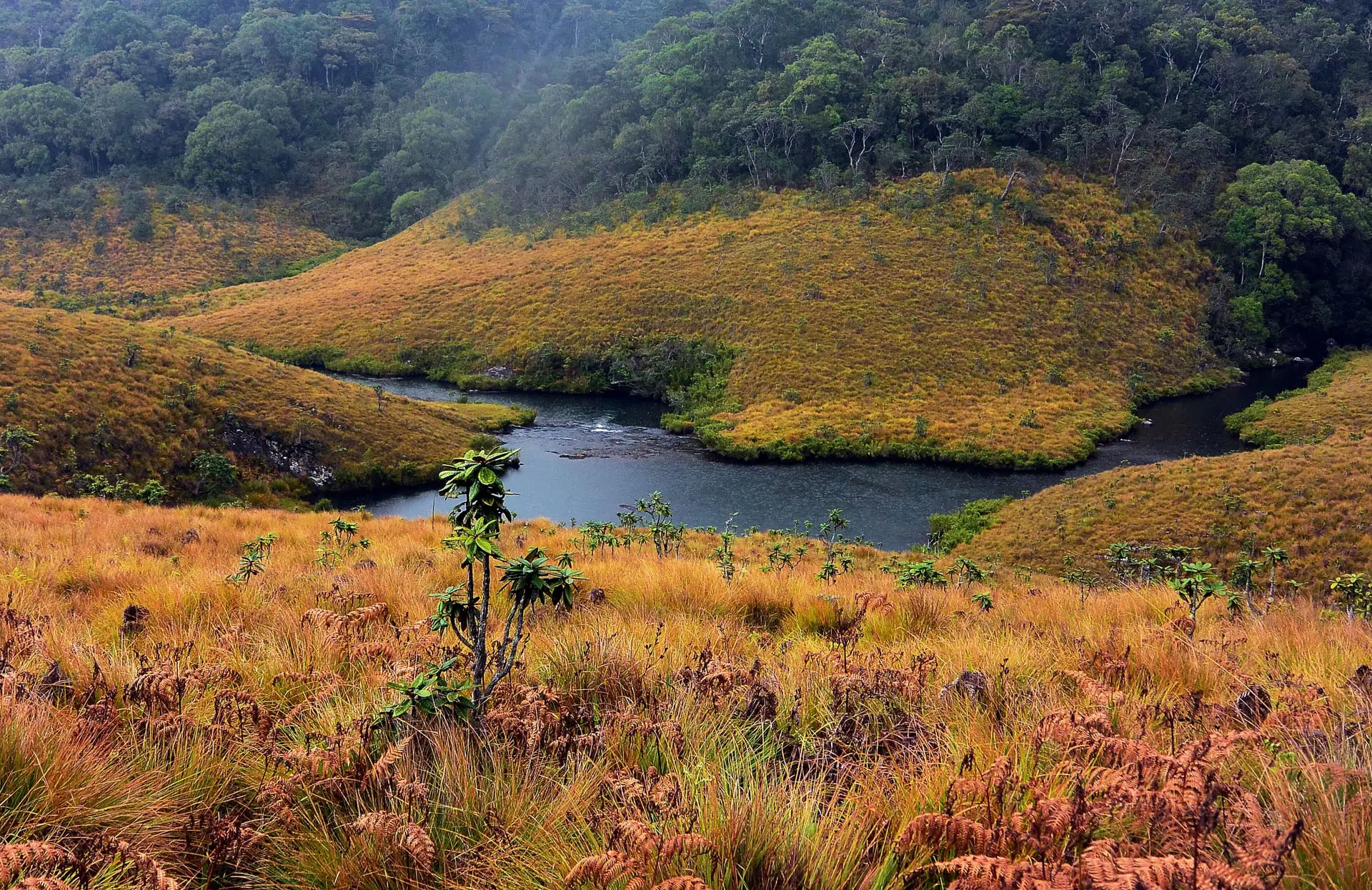 Gyllene gräsmarker och en slingrande bäck på Horton Plains