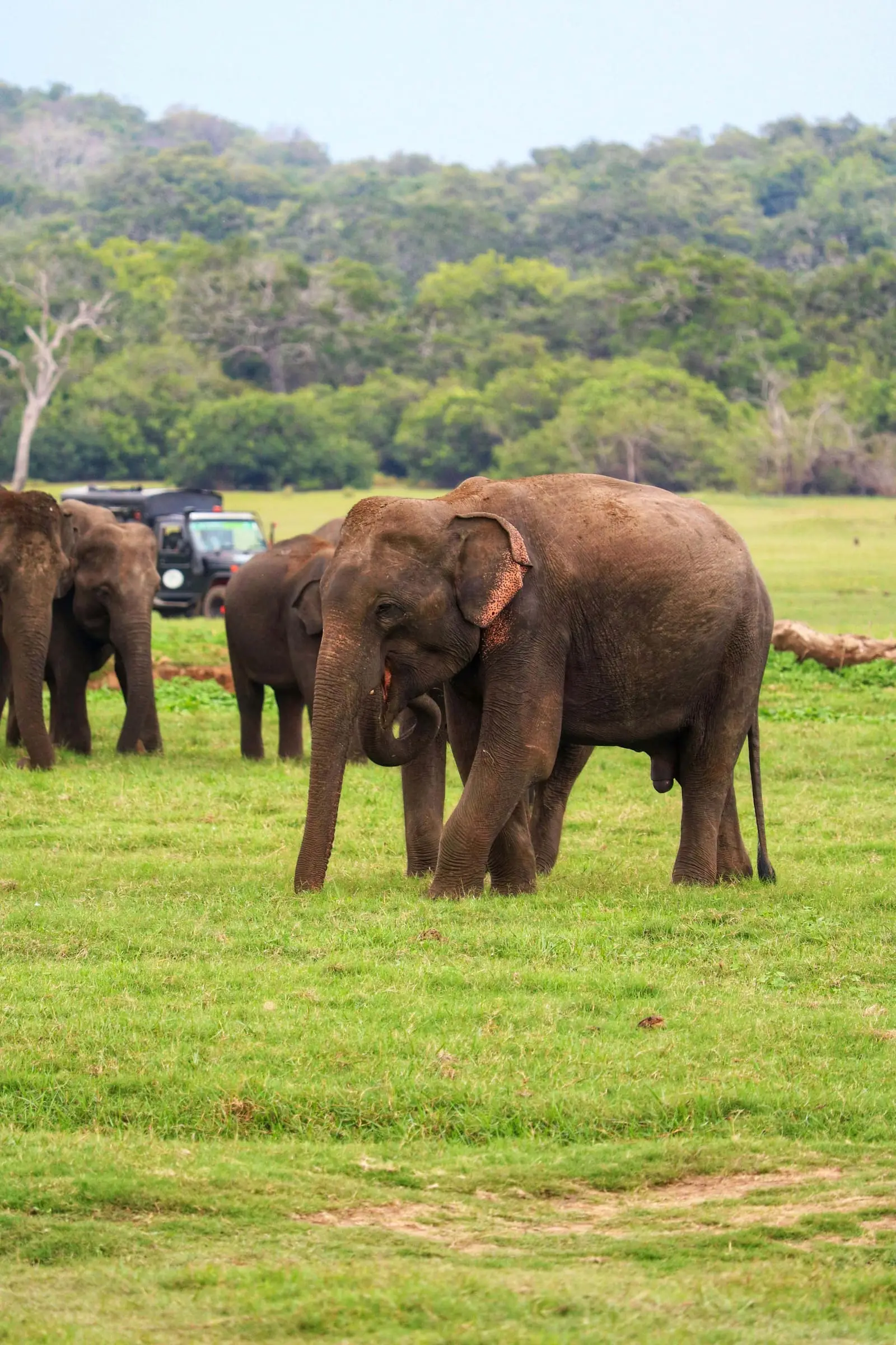 Vilda elefanter betar nära en safarijeep