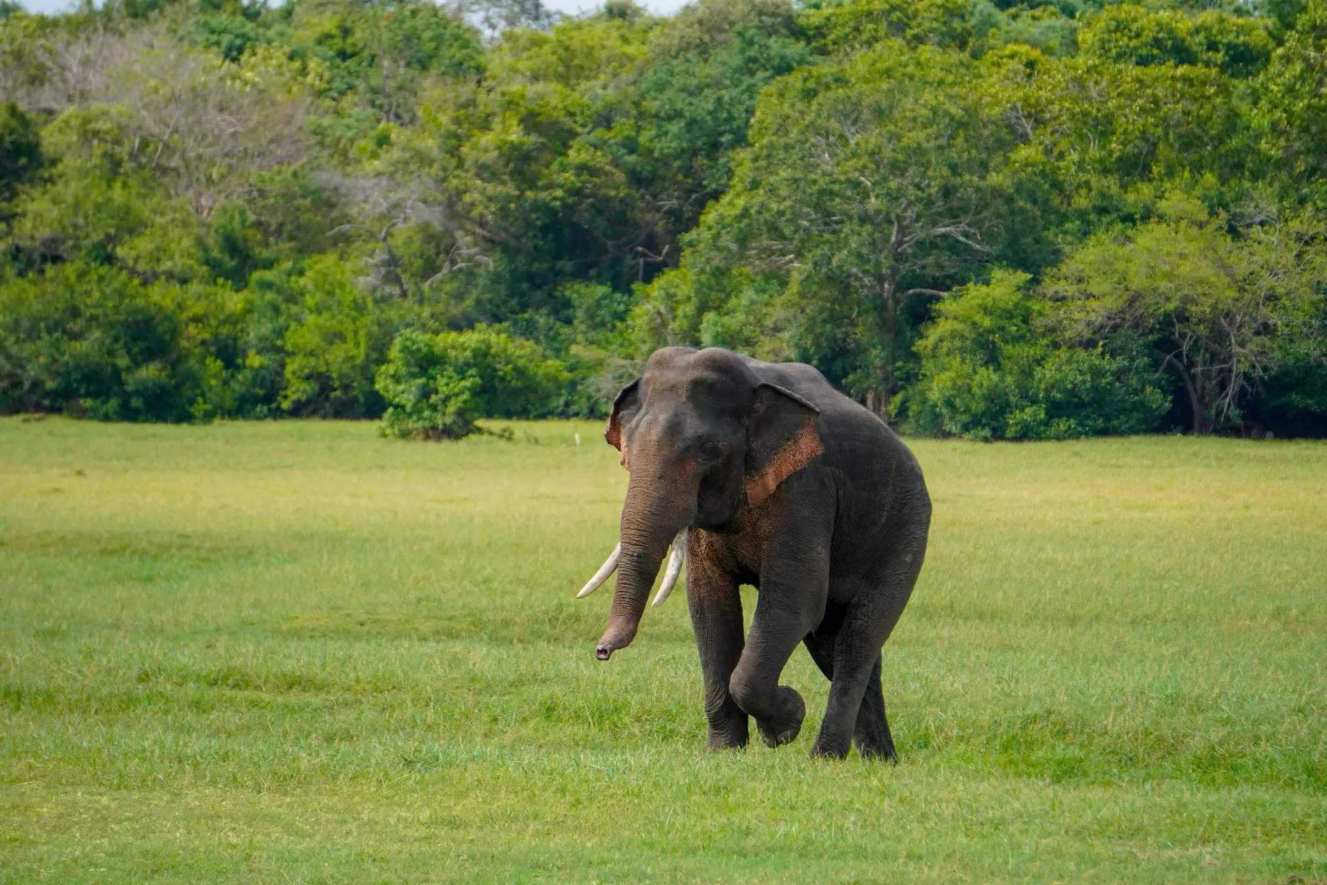 En elefant går över öppen gräsmark i Minneriya nationalpark