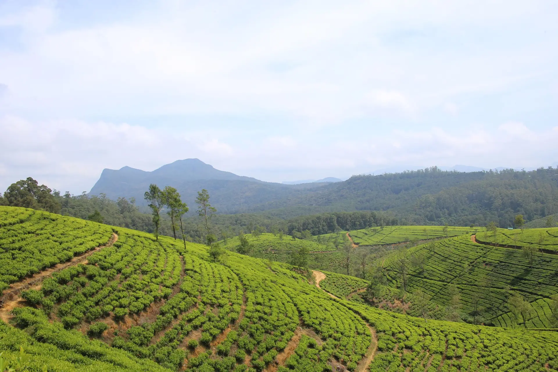 Böljande teodlingar nära Nuwara Eliya med berg i bakgrunden