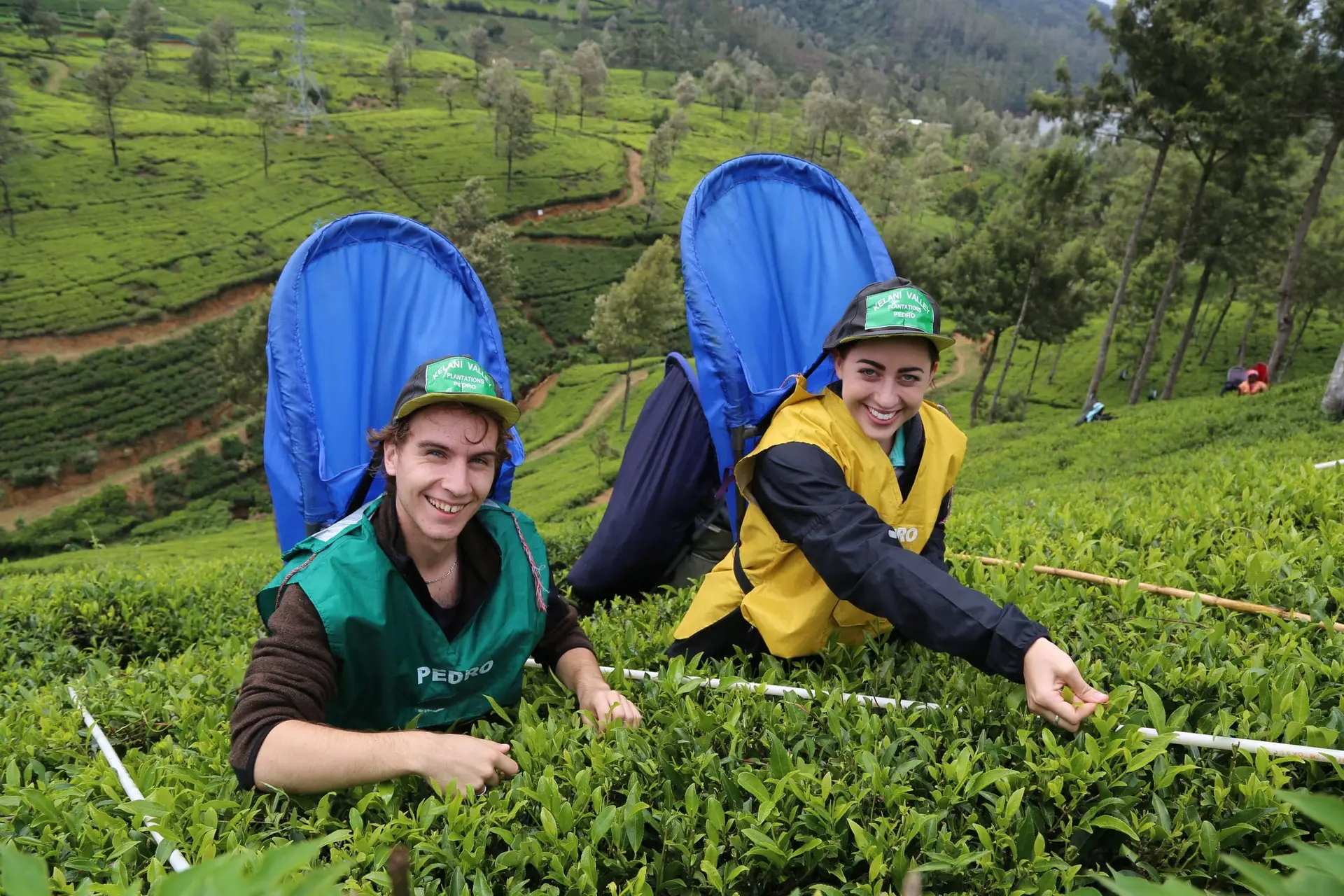 Två glada resenärer provar på teplockning bland buskarna i Nuwara Eliya