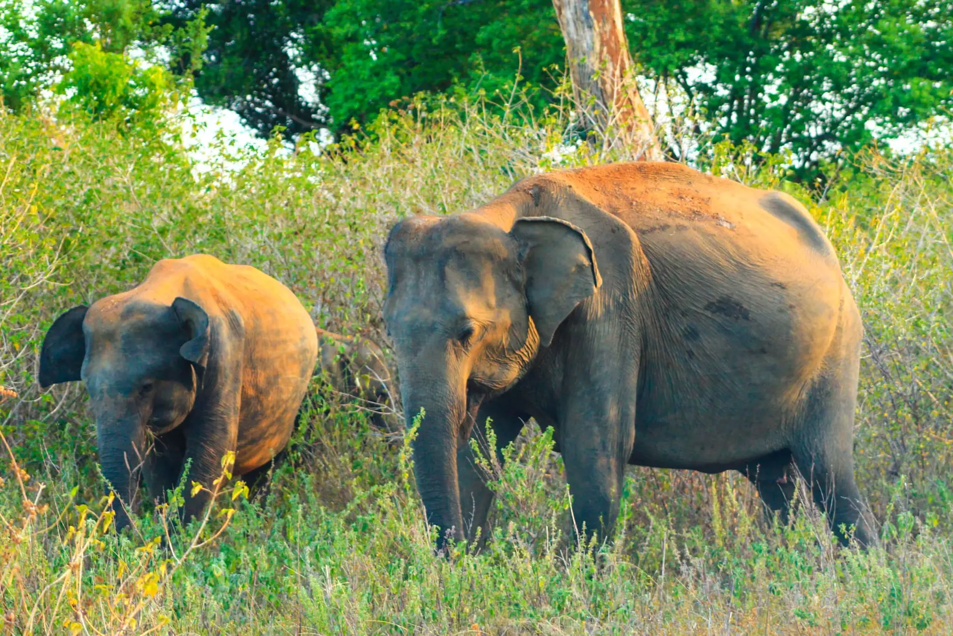 Elefanthona och kalv som betar i Udawalawe nationalpark