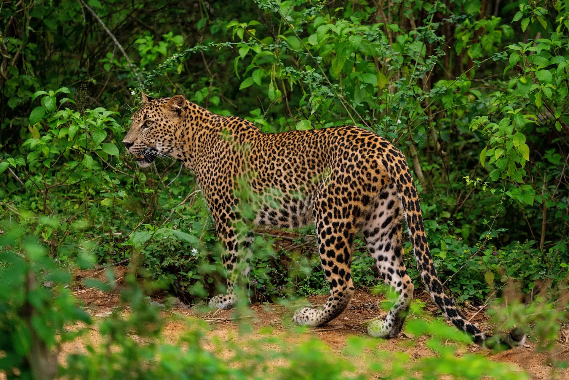 En lankesisk leopard går genom grön undervegetation i Yala